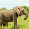 Jongerenreizen Tanzania olifanten